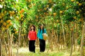 Du lịch miệt vườn bốn mùa trái ngọt 